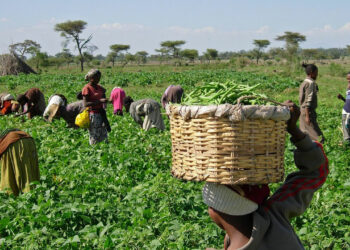Abin Da Ya Sa Manoma Suka Ki Sayar Wa Da ‘Yan  Kasuwa Amfanin Gonakansu