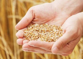 Adadin Hatsin Da Sin Ta Samu Ya Karu Da Kilo Biliyan 3.7 A Bara