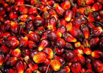 Manoman Kwakwa 50 Sun Samu Horo Kan Noman Zamani