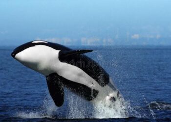 Dabbobin Da Ba Za Mu Kara Gani Ba, Da Masu Sake Dawowa Duniya