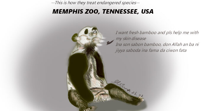 Me Ya Faru Ga Panda Da Amurka Ta Ara Daga Kasar Sin?