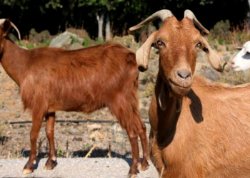 An Gurfanar Da Wani Mutum A Kotu Kan Satar Akuya