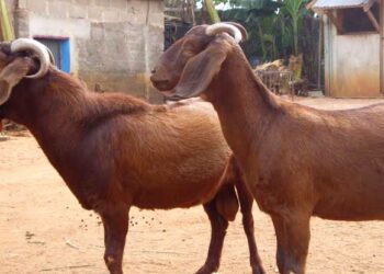 An Gurfanar Da Wani Mutum A Kotu Kan Satar Dan Bunsuru 2