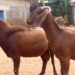 Abba Gida-Gida An Gurfanar Da Wani Mutum A Kotu Kan Satar Dan Bunsuru 2