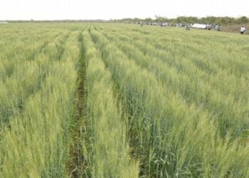 Ridi, Citta, Zoborodo Na Kan Gaba A Jerin Amfanin Gonan Da Ake Fitar Wa A Tashar Apapa