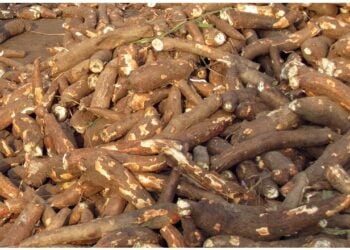 Abin Da Ya Zama Wajibi Manoman Rogo Su Yi Don Samun Amfani Mai Yawa