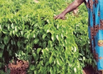 Manoman Doya 100 A Jihar Nasarawa Suka Amfana Da Horon Cibiyar NEPC