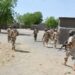 Amurka Sojoji Sun Dakile Harin ‘Yan Bindiga, Sun Kashe Dan Bindiga A Zamfara