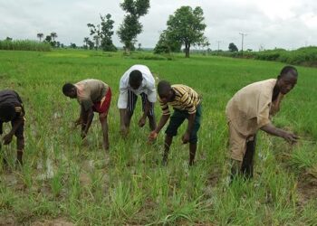 NALDA Ta Samar Da Makarantun Horas Da Manoma A Ogun, Katsina, Abiya Da Borno