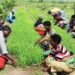 Amurka Burundi Na Yabawa Tallafin Kasar Sin A Fannin Raya Noma