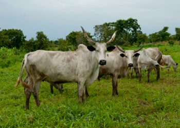Gwamntin Tarayya Da Ta Ogun Sun Fara Yi Wa Dabbobi Allurar Riga-kafin Cuttutuka