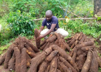 Abin Da Ya Sa Manoman Doya A Jihar Edo Suke Kokawa