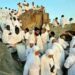 Amarya Garaɓasa Da Falalar Tsayuwar Arfa