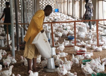 Abin Da Ya Sa Masu Kiwon Kajin Gidan Gona Ke Yin Asara, Cewar Shugaban PAN