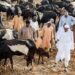 Shanuna Sun Fi Saukin Kiwo A Kan Mulkin Nijeriya – Buhari