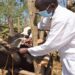 Gwamnatin Tarayya Ta Ja Hankulan Jama’a Kan Barkewar Cutar Anthrax A Ghana