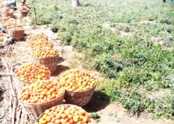 Manoman Tumatur 70,000 Na Bukatar Tallafin Gwamnatin Kano – Yadakwari