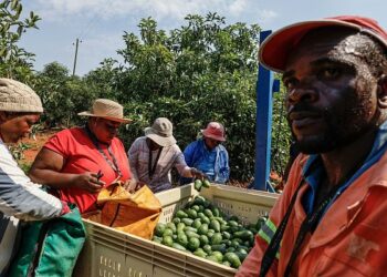 Majalisar Dokokin Afirka Ta Kudu Ta Yi Maraba Da Yarjejeniyar Fitar Da Avocado Da Kasar Sin