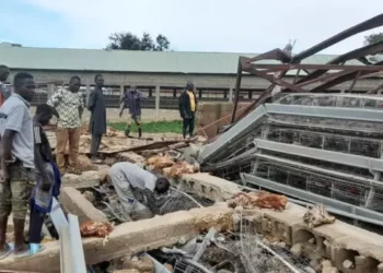 Wata Iska Mai Karfin Gaske Ta Barnata Gonakin Kaji Da Kashe Sama Da 3,600 A Jihar Filato