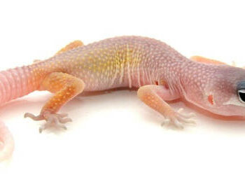 Illolin Tsaka A Mahangar Addinin Musulunci —Dakta Jamil