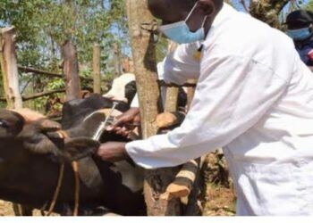 Cutar Anthrax: Yadda Masu Kiwon Dobbobi Suka Shiga Zullumi A Jos