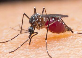 Ranar Yaki Da Cizon Sauro: Majalisa Ta Bukaci Gwamnati Ta Ayyana Dokar Ta-baci Kan Malaria