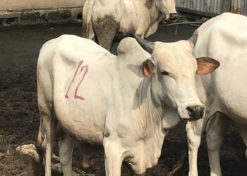 Gwamnatin Zamfara Ta Rufe Wasu Kasuwannin Shanu A Jihar