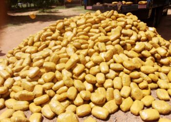 ‘Yansanda Sun Kama Miyagun Kwayoyi Da Suka Kai Na Miliyan 600 A Kebbi