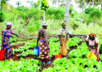 Wa’adin Da Tinubu Ya Bai Wa Manoman Da Suka Ci Bashin ‘Anchor Borrowers’ Ya Cika