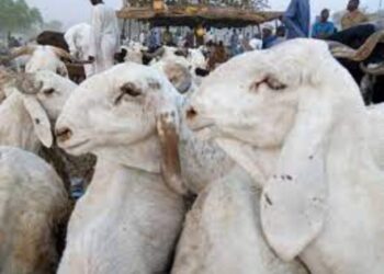 Kotu Ta Tsare Wani Matashi Kan Zargin Satar Tunkiya Da Yin Watanda Da Ita A Kano