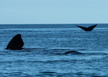 Sin Ta Sanya Hannu Kan Yarjejeniyar Kare Mabanbantan Halittun Teku