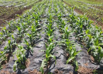 Manoman Kenya Na Kara Rungumar Fasahohin Inganta Noma Na Sin