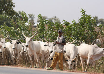 An Horas Da Makiyaya Dabarun Shuka Ciyawar Shanu A Kaduna