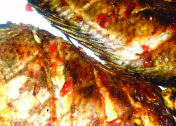 Hadadden Gashin Kifi