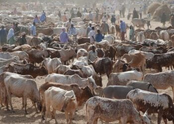 Kasuwar Shanu: ‘Yan Arewa Sun Koka Da Barazanar Korar Su A Abiya