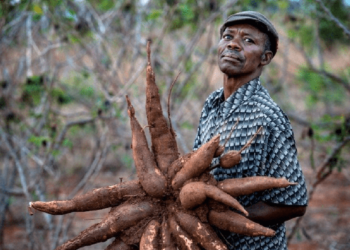 Masanan Kimiyya Na Kasar Sin Za Su Bunkasa Noman Rogo A Afrika