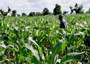 Barazanar Da Noman Masara Da Wake Ke Fuskanta A Nahiyar Afirka