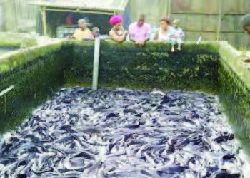 Hanyoyin Warware Kalubalen Da Kiwon Kifi Ke Fuskanta A Nijeriya