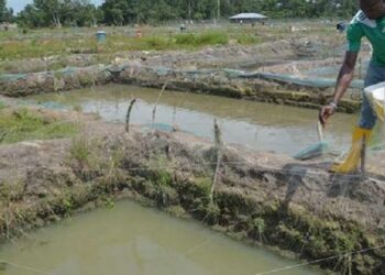 Manyan Kalubalen Da Ke Durkusar Da Kiwon Kifi A Nijeriya