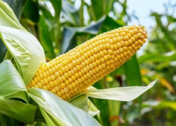 tela maize