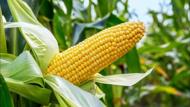 tela maize