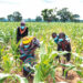 NPA IFAD