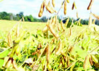 Masu Sarrafa Waken Soya Na Neman A Haramta Fitar Da Shi Waje