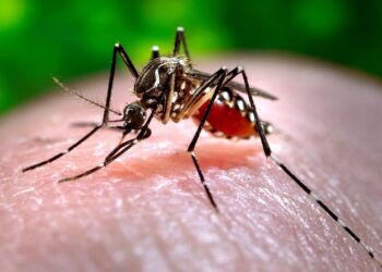 Mutane 71 Sun Kamu Da Cutar Zazzabin Dengue A Jihar Sakkwato