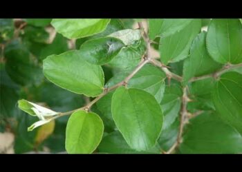 Amfanin Ganyen Magarya Ga Lafiyar Dan’adam