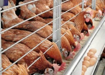 Hadin Abincin Kajin Gidan Gona Masu Saurin Girma