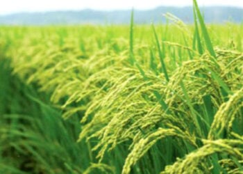 Yadda Ake Noman Karkashi A Takaice