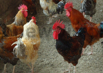 Dalilan Karancin Kajin Gidan Gona A Nijeriya