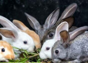 Dabarun Kiwon Zomo A Saukake