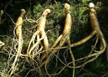 Amfanin Saiwar Zogale